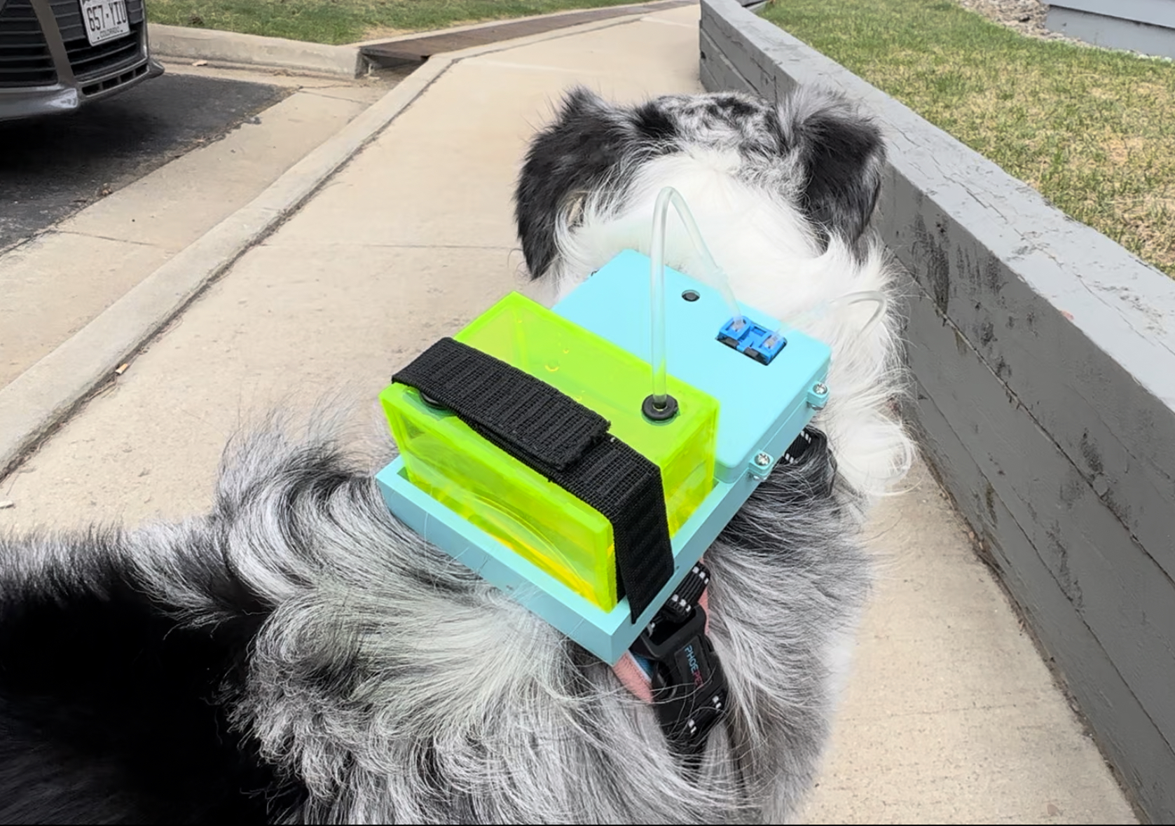 A teal and yellow 3D-printed tracking device strapped onto the back of a fluffy dog outdoors.
