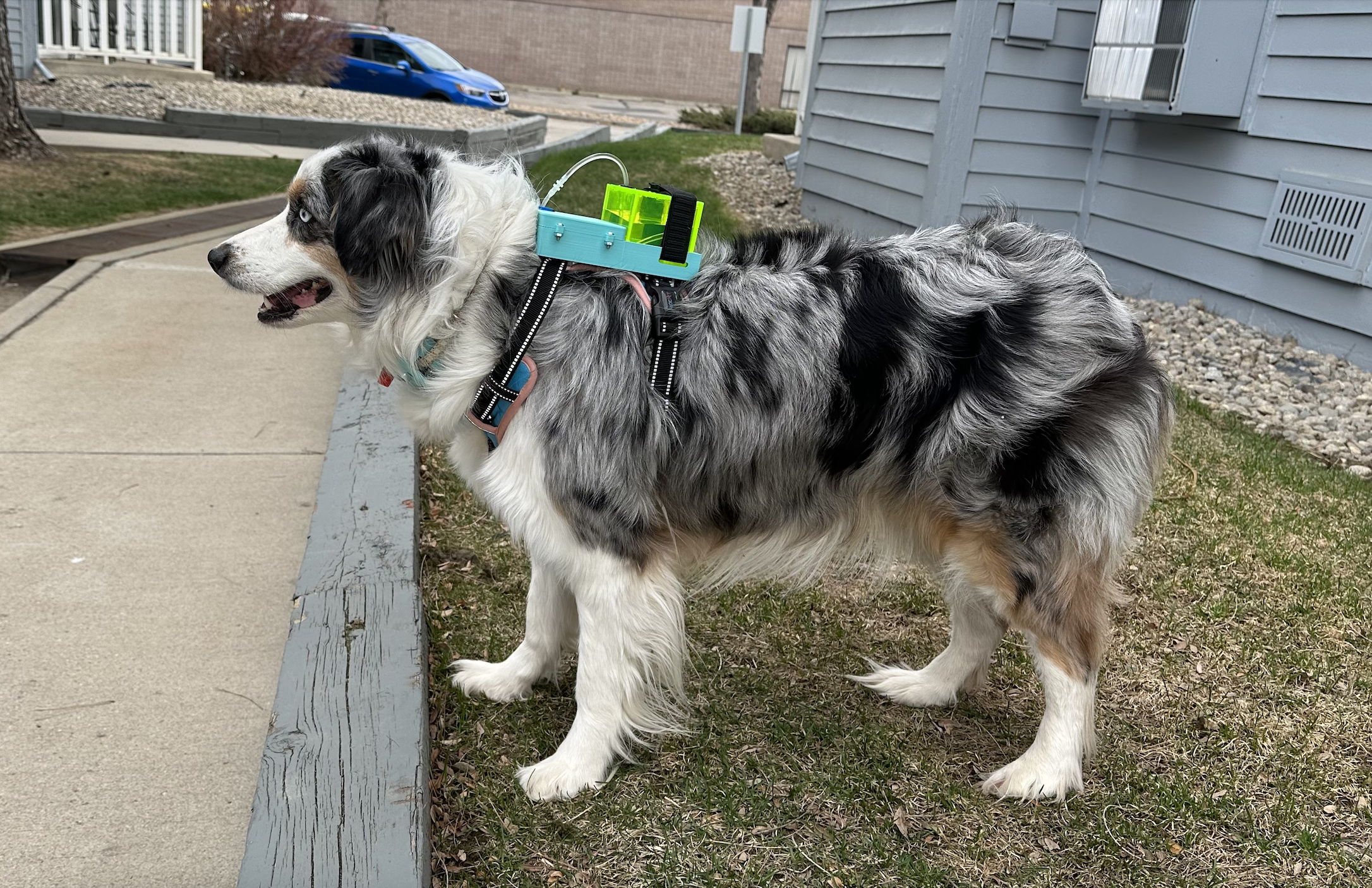 A merle Australian Shepherd stands outside wearing the harness-mounted PawSpot device.
